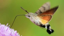 На Закарпатті зазняли незвичного метелика-"колібрі". Відео - Діло